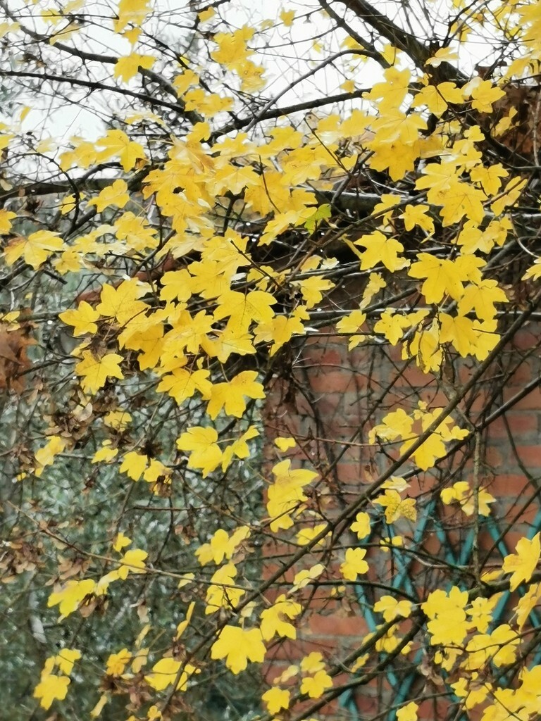 Field Maple Tree | Premium Seeds | Acer campestre ‘Summer’ | Plants’®