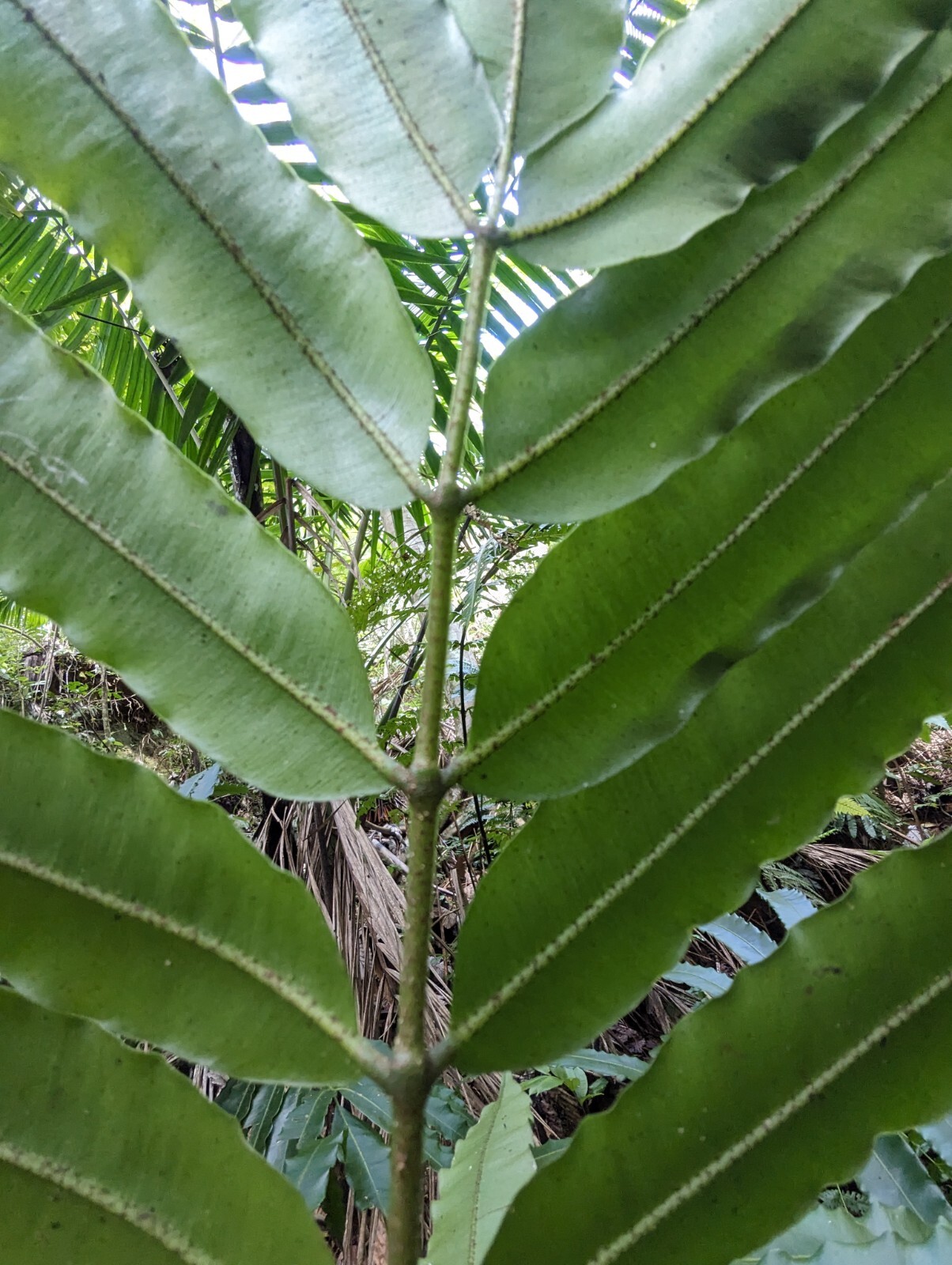 x2 EX Rare : LIVE : Danaea Nodosa Fern 4 inch Exotic Unique Big Grower rainfores