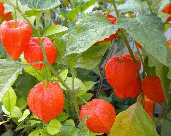 CHINESE LANTERN * PHYSALIS * ORANGE _RED LANTERN * EZ GROWER * DRIED ARRAINGEMEN