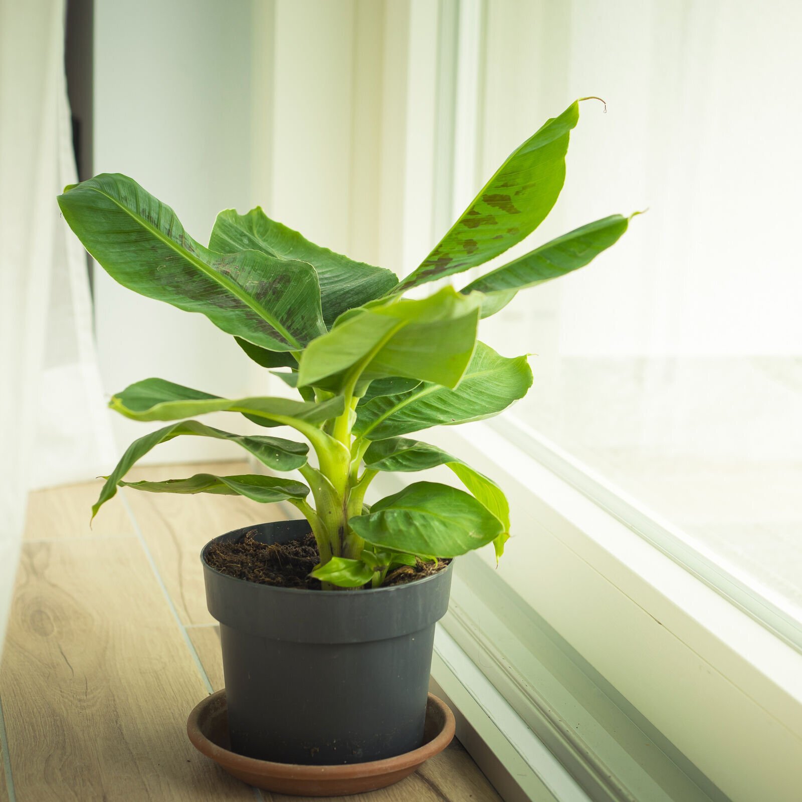 Tropicana Banana (Super Dwarf Cavendish) – Musa – Live Plant