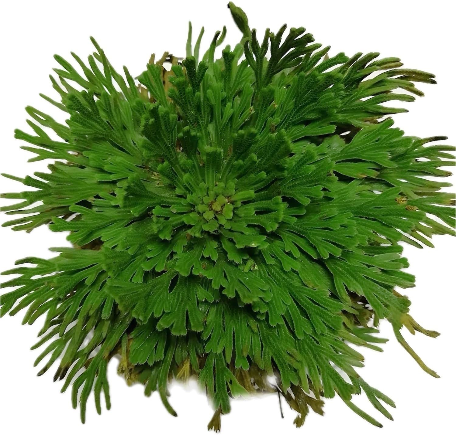 5 Pack Big 3.5 Rose of Jericho Resurrection Plants Flor De Jerico Original