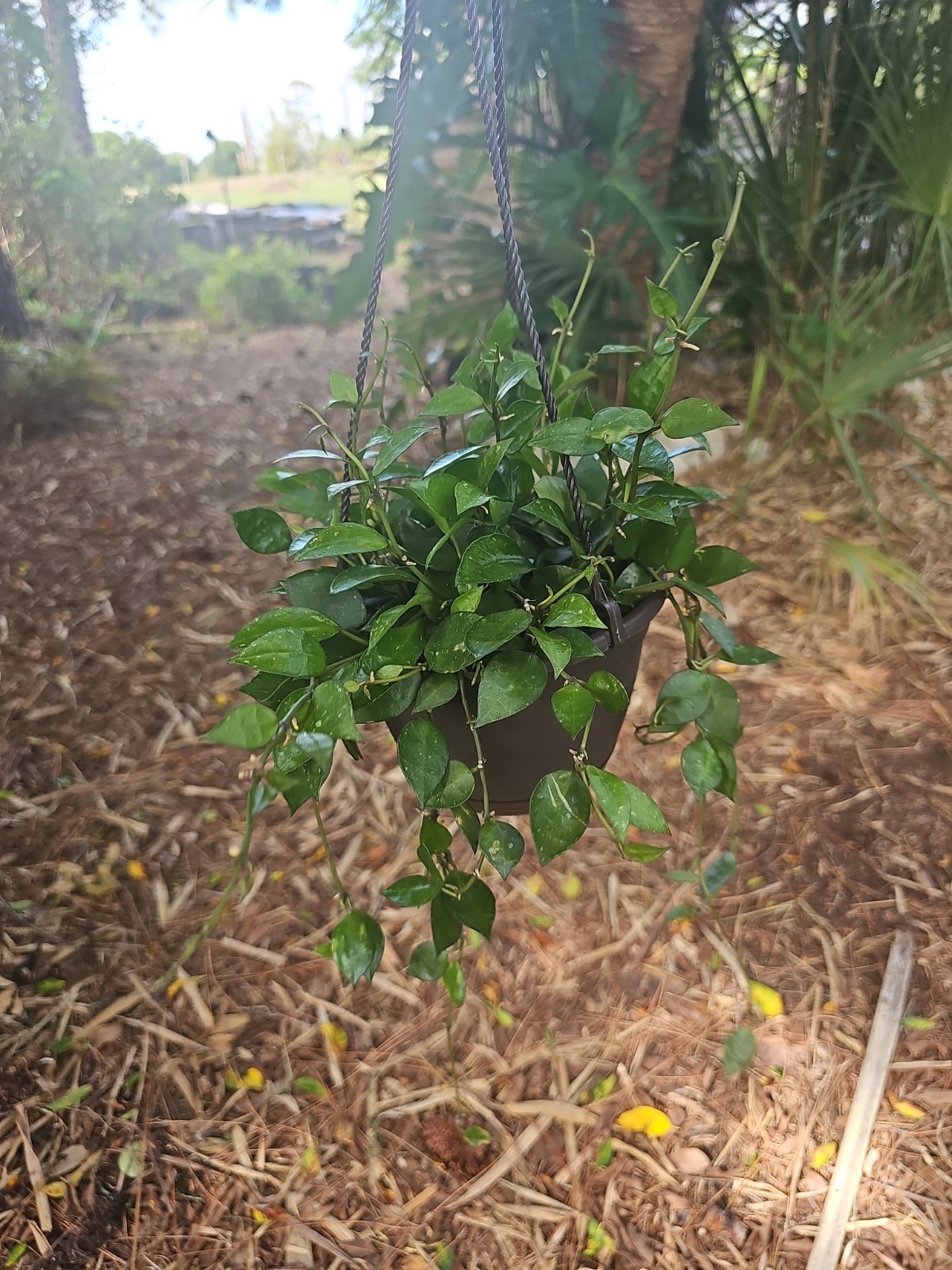 Large Hoya Lacunosa Silver Splash 6″ Hanging Basket Pot Live Wax Plant