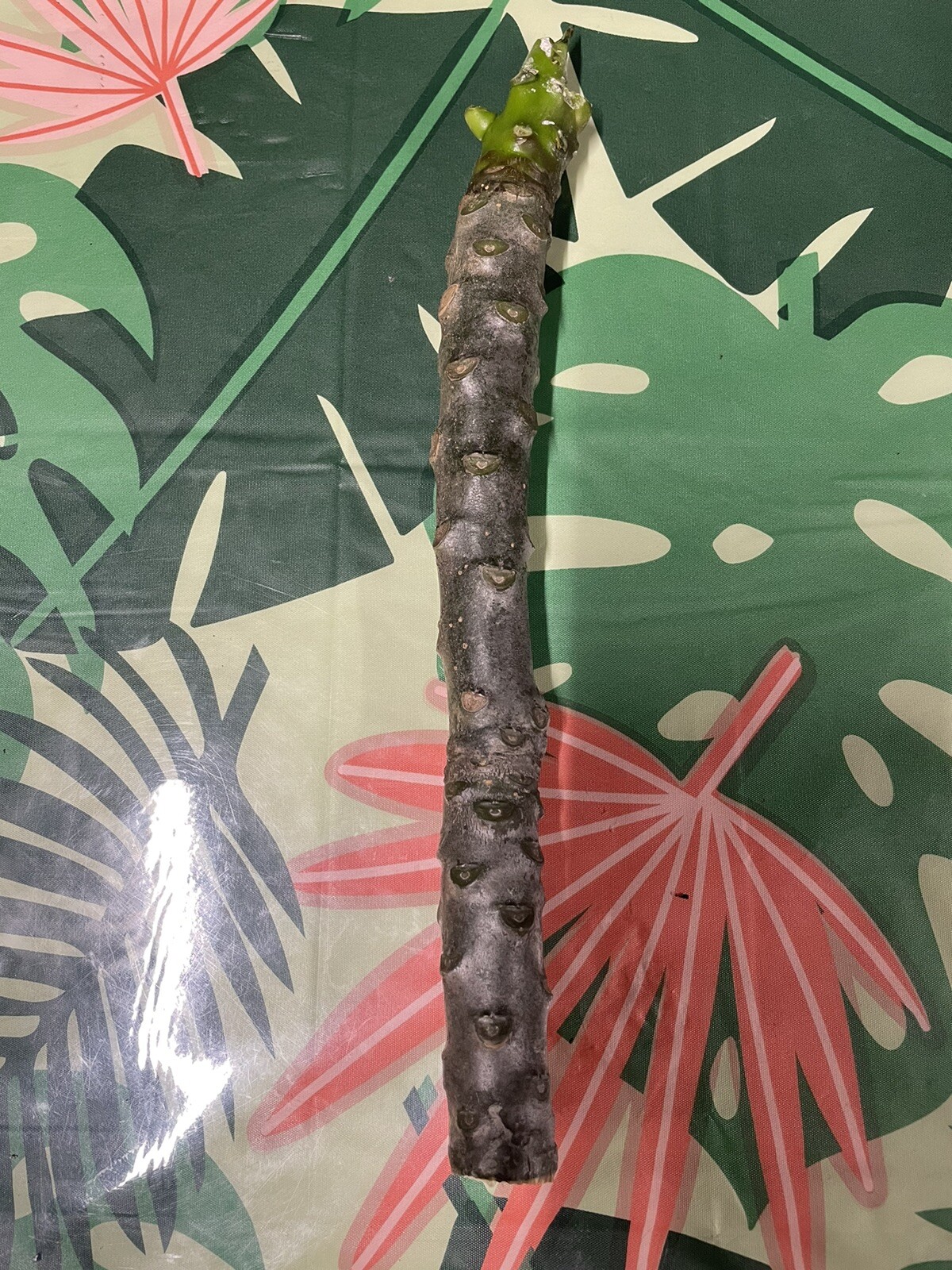 Pink Plumeria Fresh Starter Cutting Single Head 10inch x3