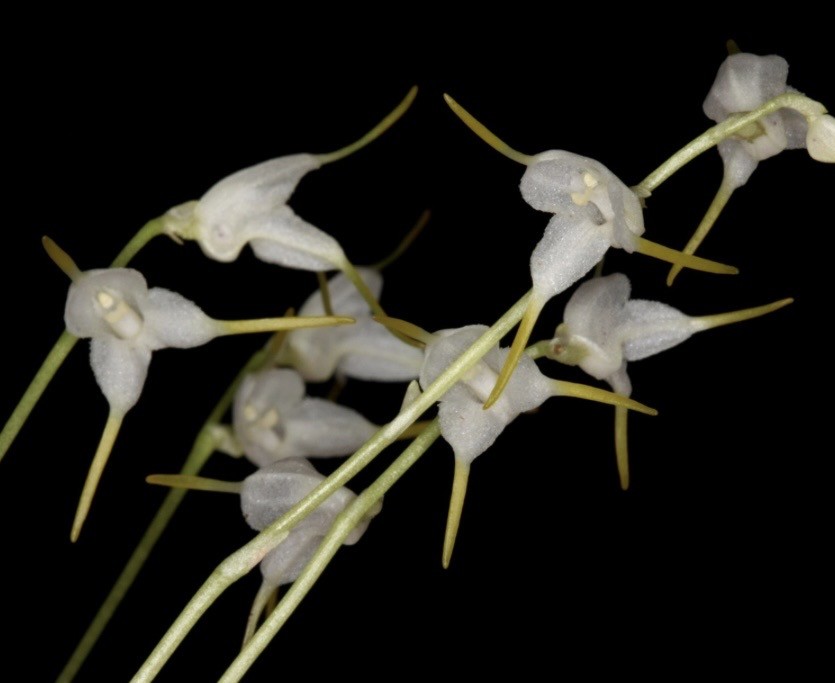 Masdevallia abbreviata bloom size miniature EASY orchid species