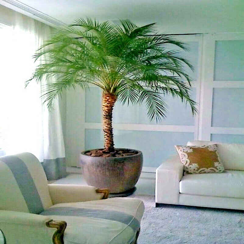 Dwarf Pygmy Date Palm Tree Seeds (Phoenix roebelinii) Tropical Indoor Houseplant