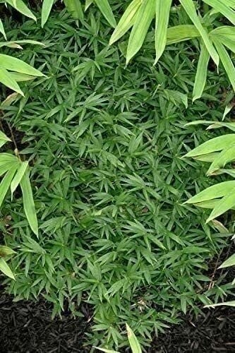 Bamboo Fernleaf | 1 Gallon | Bambusa multiplex | Low Maintenance | Hardy Plant