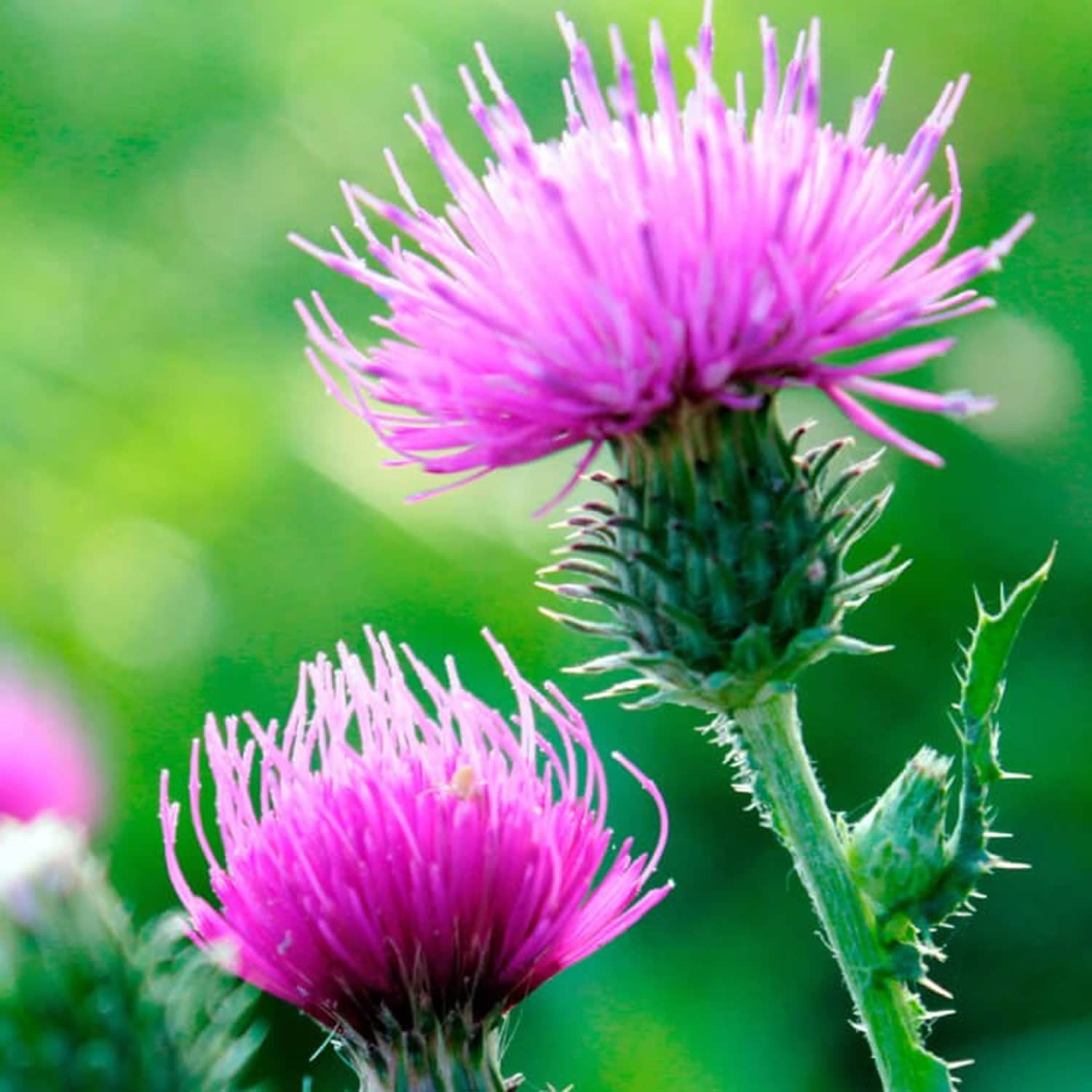 Milk Thistle Seeds – Non-GMO, Heirloom, Purple Variety for Health Benefits