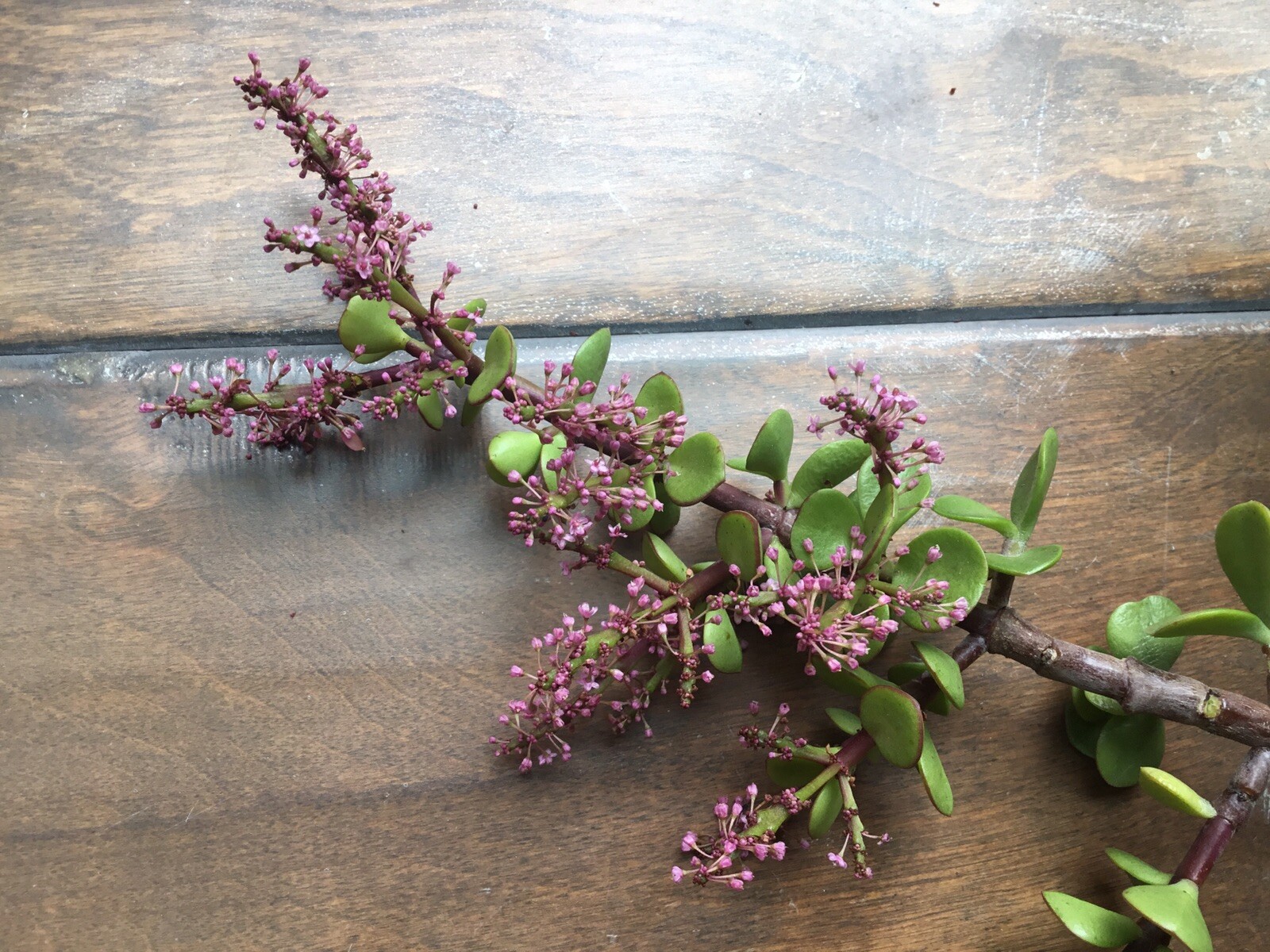 Christmas Tree Jade Cuttings…they even flower. 4 Cuttings
