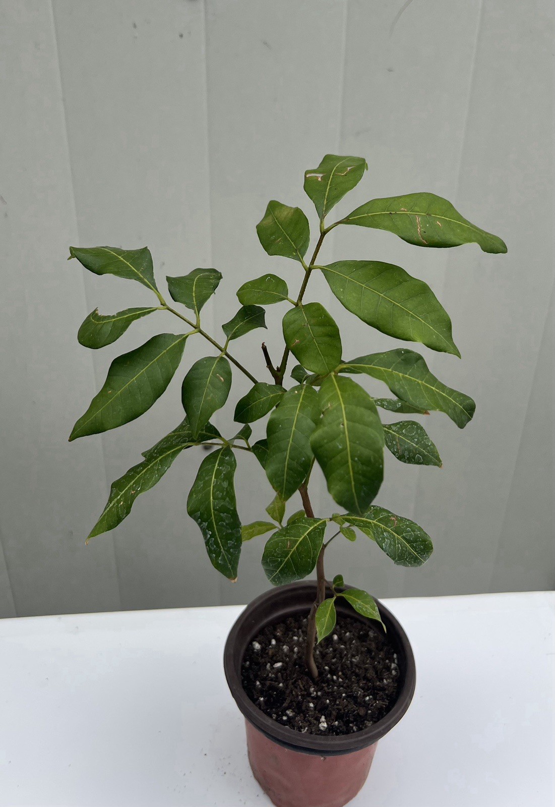 Longan Tree Dimocarpus Dragon Eye 12” With Pot Seedling Plant Tropical Fruit