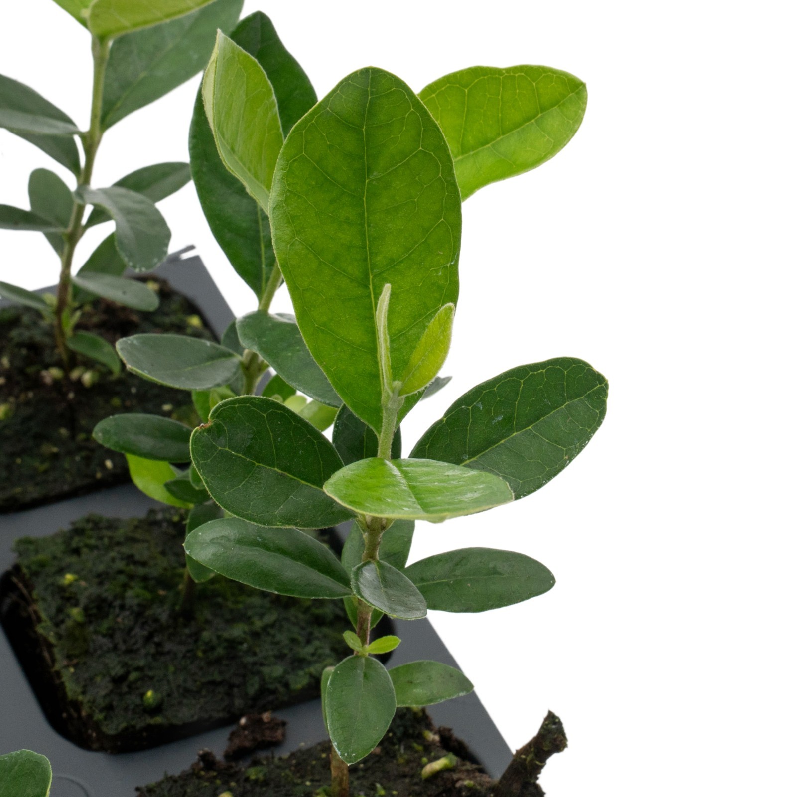 Pineapple Guava (Feijoa) Trees in 2.5-inch Nursery Cubes | Feijoa Sellowiana