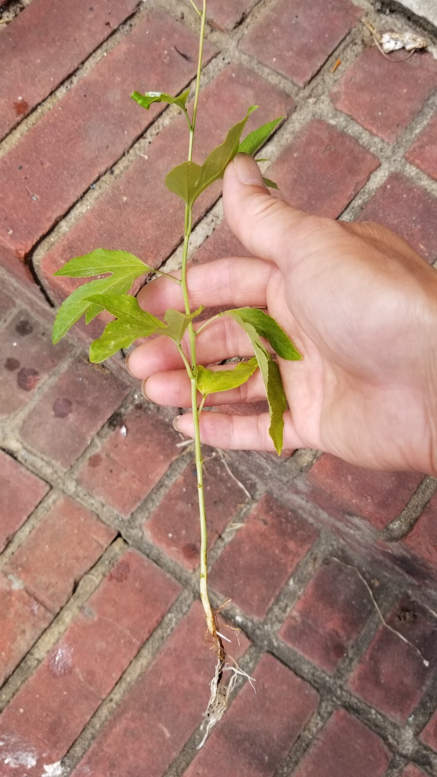 passion flower live plant/Maypop (buy one get one free for good measure)