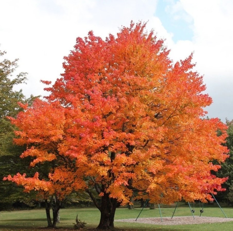 Sugar Maple Live Tree – 18-28″ Tall – 1gal Pot – Deciduous Tree Zones 3–8