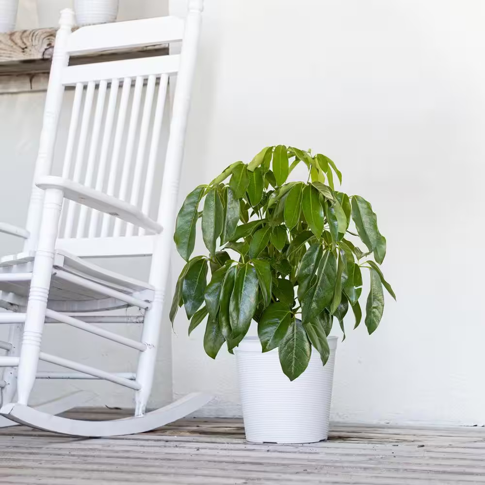 Schefflera Amate Umbrella Plant in 9.25 inch Grower Pot