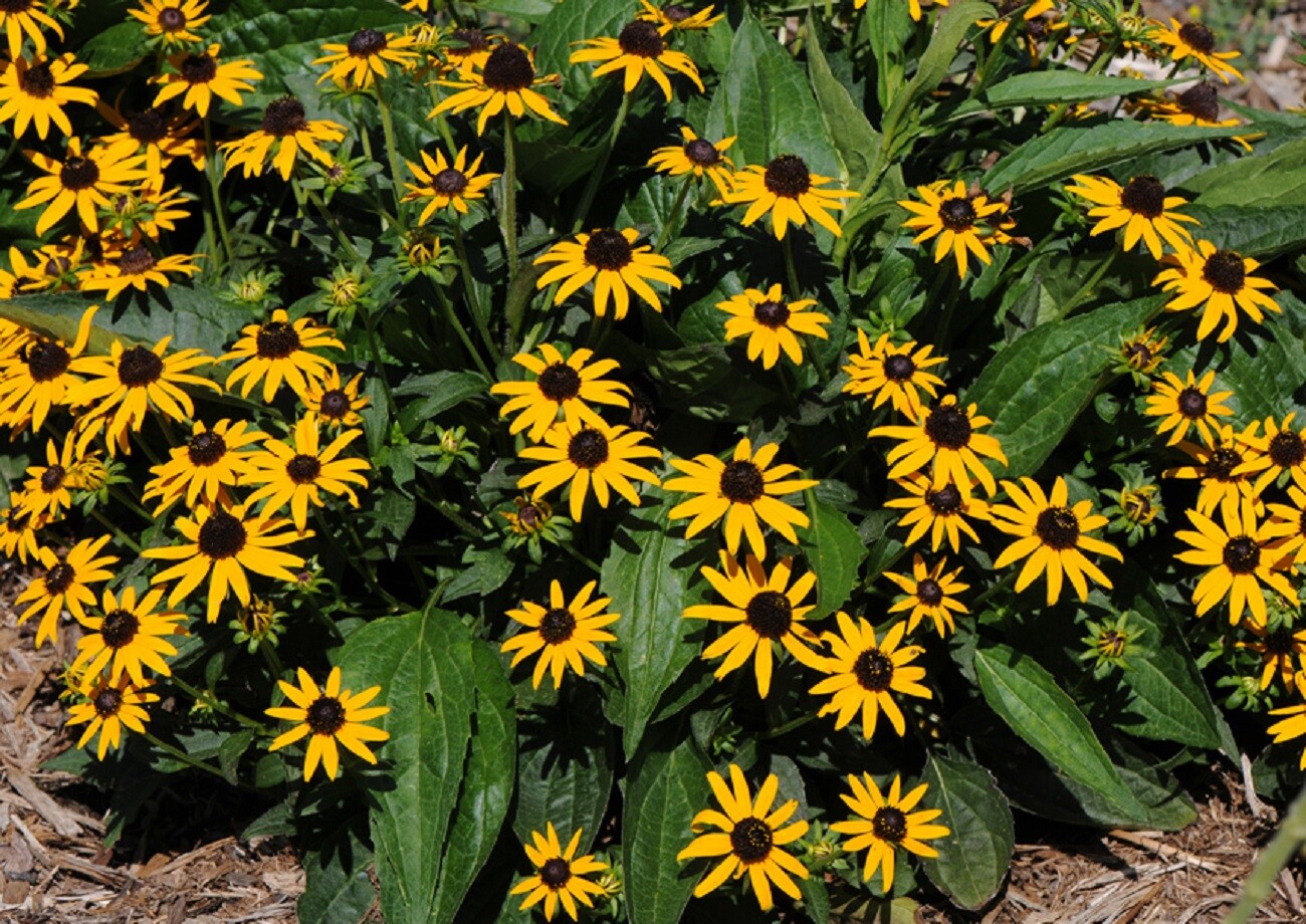 200 Non GMO Black Eyed Susan Seeds, Butterflies, Bees, Yellow Flowers