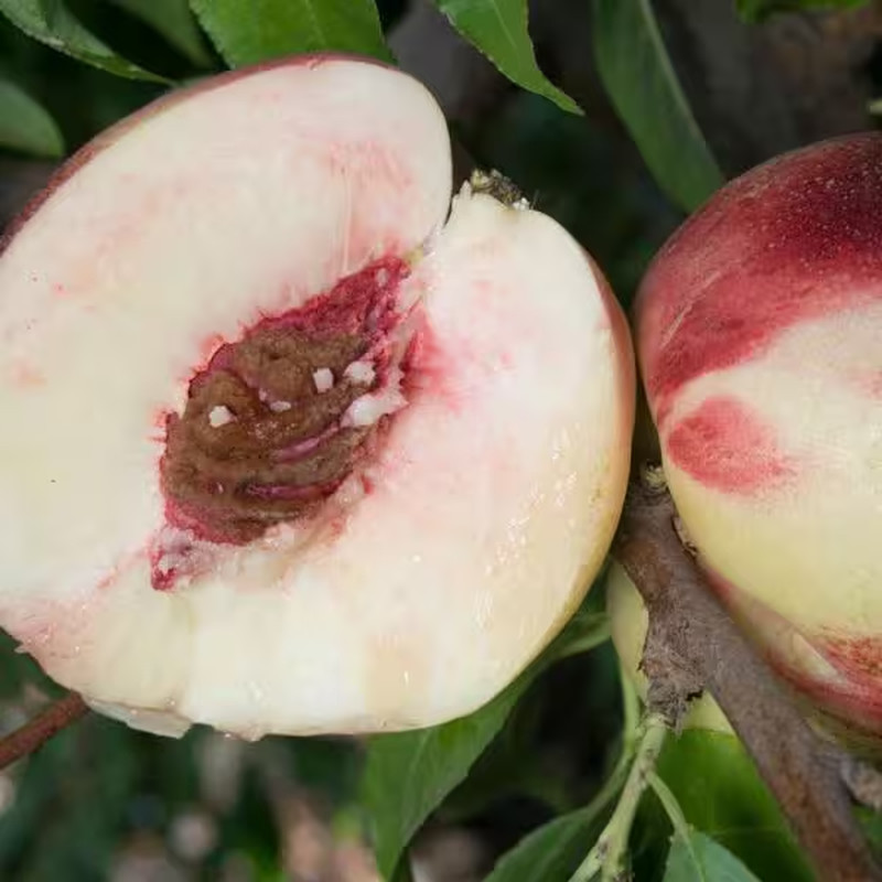 Snow Queen White Nectarine Tree (Bare-Root, 3 Ft. to 4 Ft. Tall, 2-Years Old)
