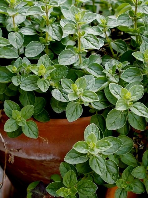 300 Italian Oregano Seeds -Non GMO-Open Pollinated- Organic