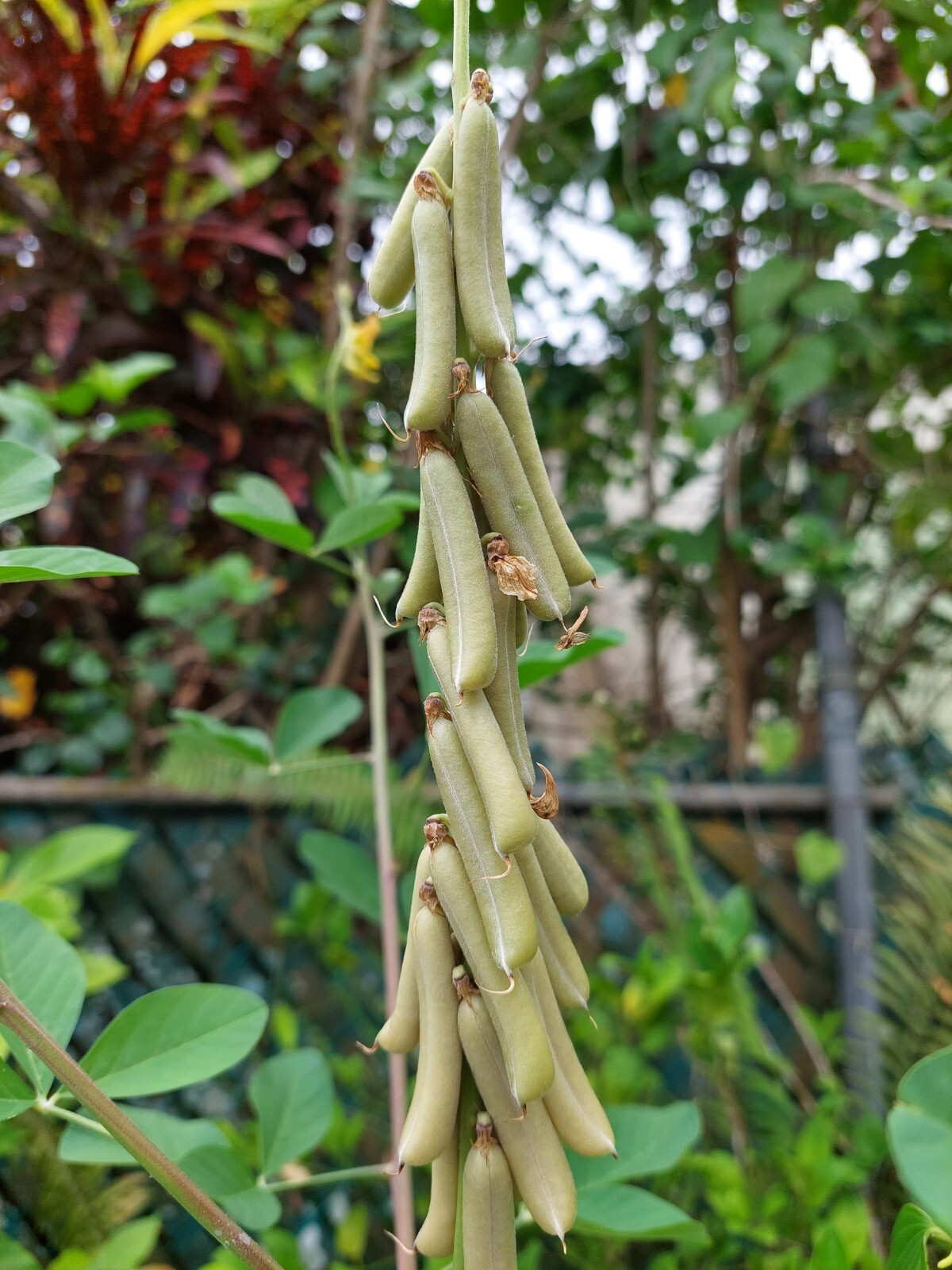 Smooth Rattlebox (Crotalaria Pallida) 50+ Seeds From Puerto Rico