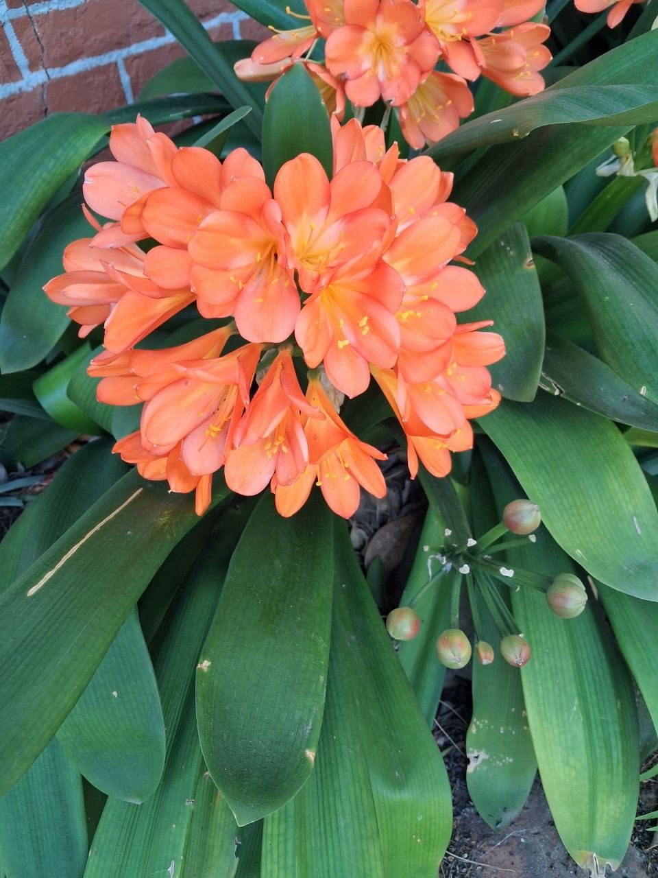 Clivia orange – Bush Lily – Clivia Miniata – Seasonal Flowers, Evergreen Plant