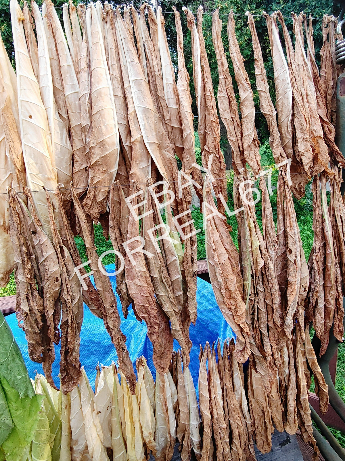 African Red Tobacco HIGH NICOTINE 500+ seeds 0.05 gram Heavy Producer 2023 CROP