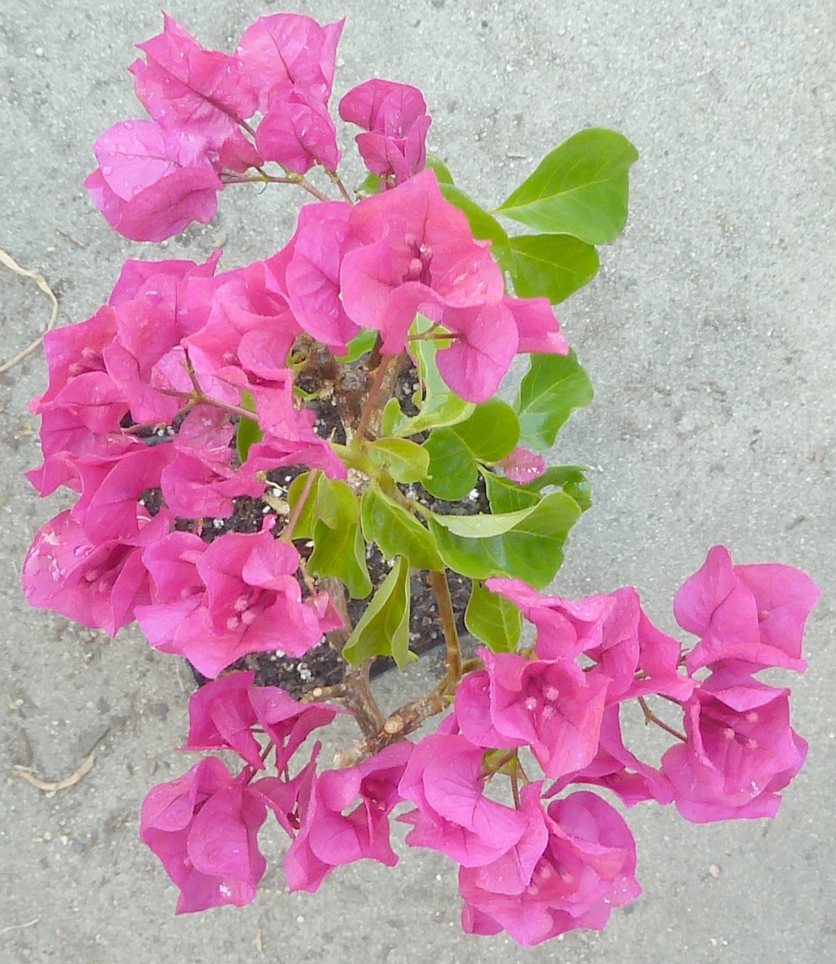 Purple Princess Bougainvillea Pre Bonsai Dwarf Mame Nice Movement Trunk Flowers