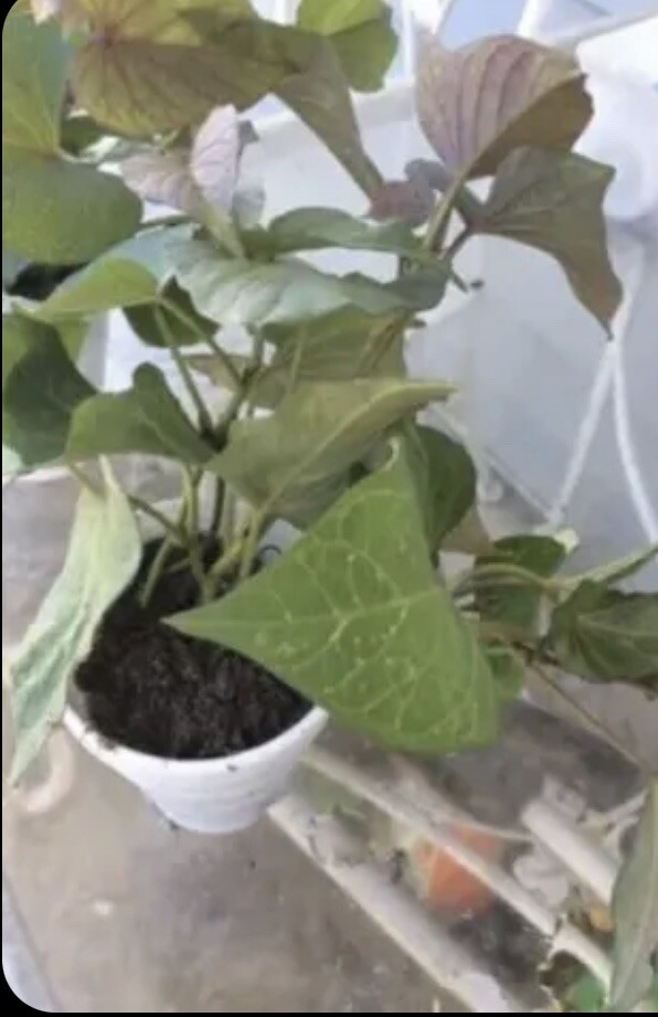 3 Rooted Purple In a Cup Sweet Potato Plants With Pot Live Plants Ready To Plant