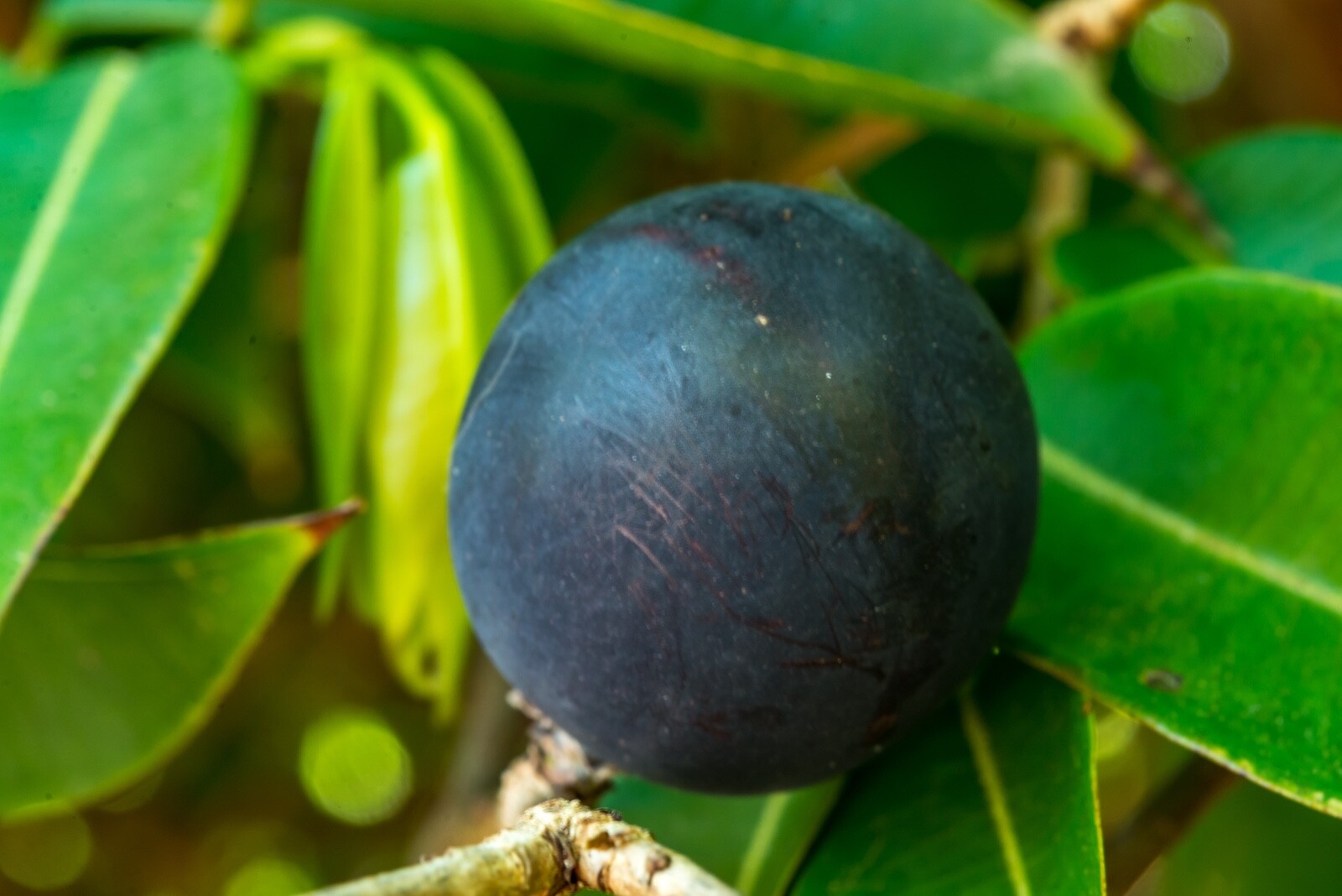 Jaboticaba Myrciaria Vexator Blue Grape Fruit Beautiful Bark Tree Seedling Plant