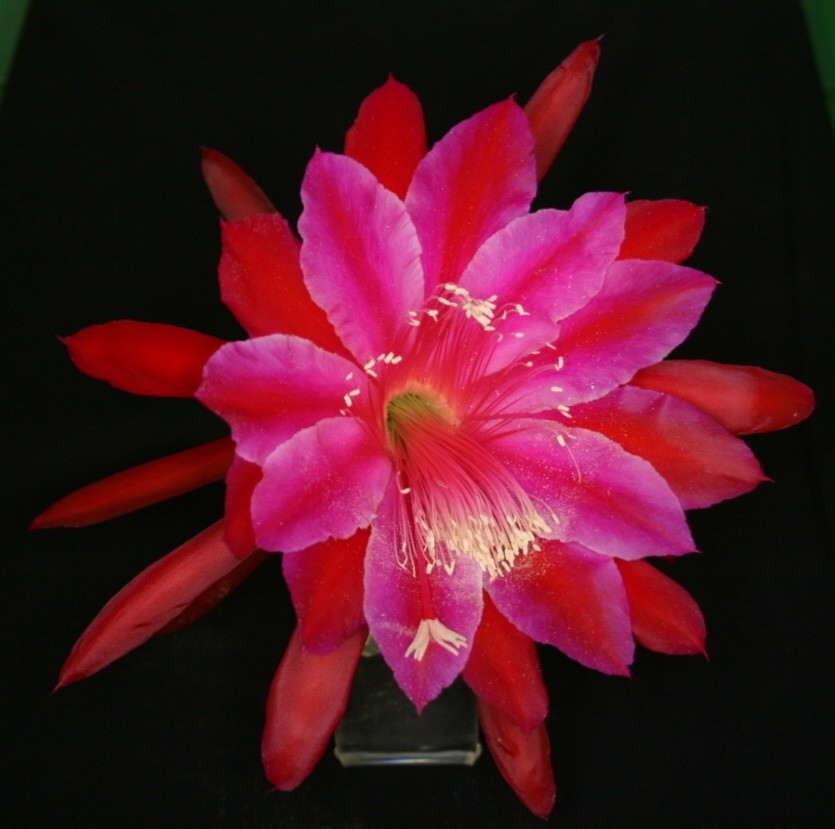 Epiphyllum, Orchid Cactus ” TROPICAL TREASURE “, Don’s Quart pots JULY/1