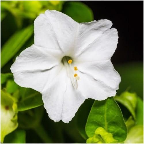 White Four O’ Clock Seeds For Planting (Mirabilis jalapa)