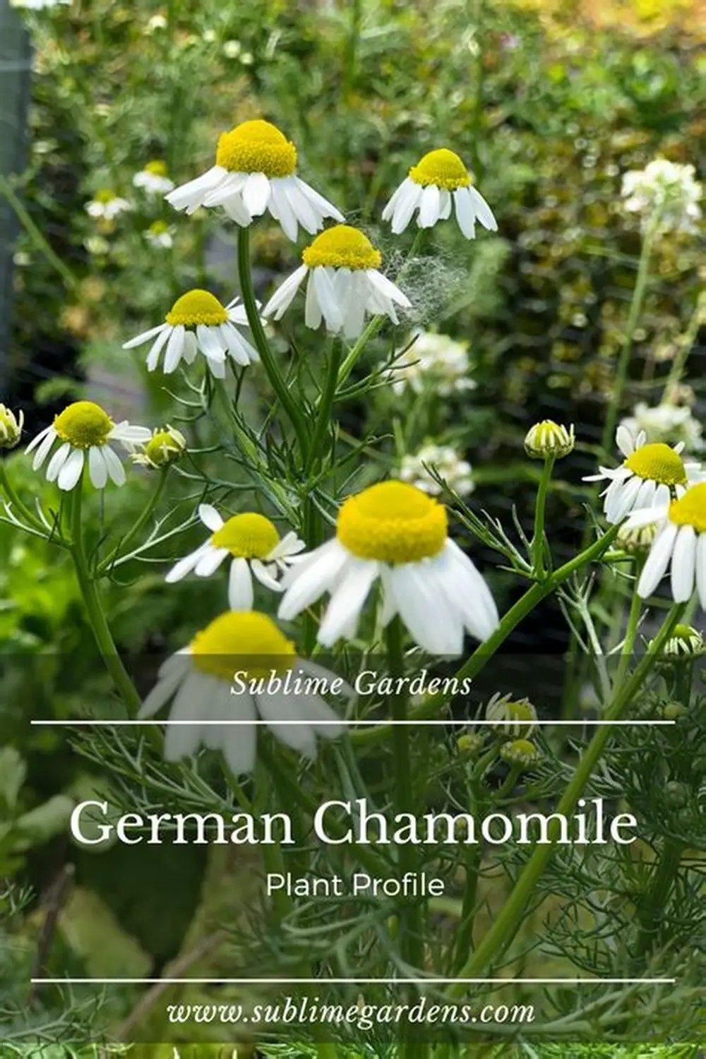 German Chamomile Tea Mayweed Plant 6 Rooted Healthy Starter Seedling Non-GMO