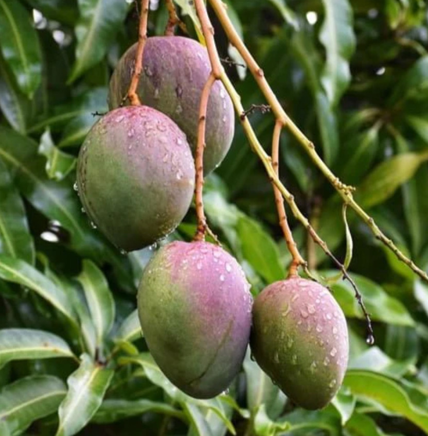 Live Julie Mango Plant, 3 Gal Pot, 2–3 Ft Tall, No Ship to CA, HI, PR, GU, AK