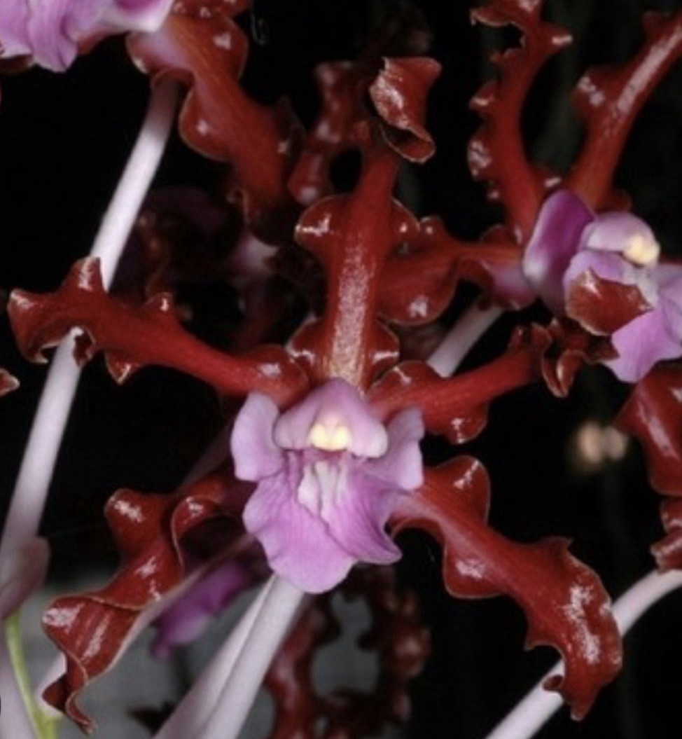 Laelia rosea – Species Orchid – 5” Pot