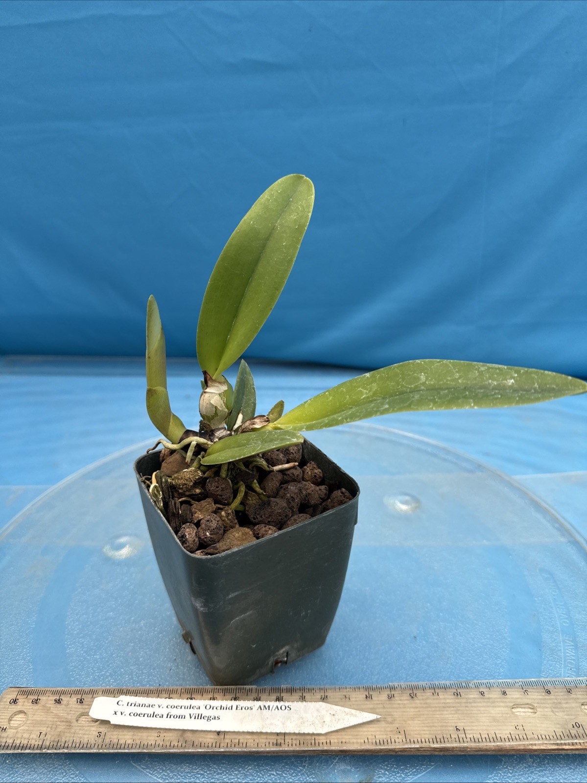 Cattleya trianae Coerulea ‘Orchid Eros’ AM/AOS X Coerulea Orchid Species 4” Pot