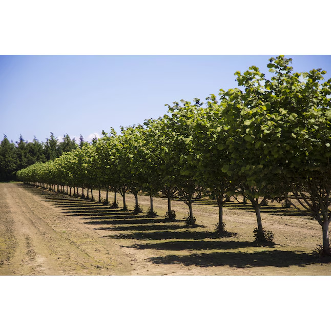 3 Feet Hazelnut Tree Plant 1.0 -Pack