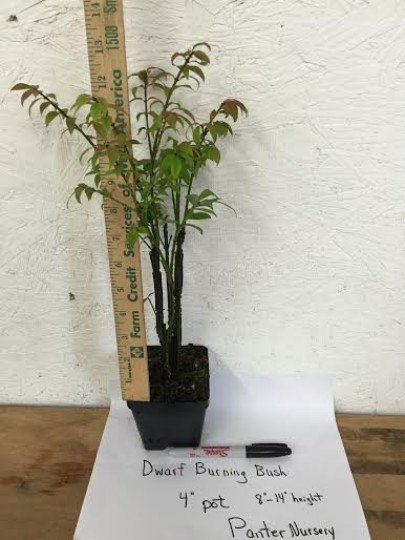 Dwarf Burning Bush gallon pot Hardy Shrub (Euonymus Alatus)