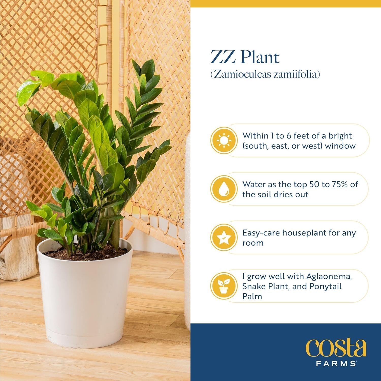 Sleek ZZ Plant – Air Purifying Indoor Decorative Houseplant, Easy Care 12-20 In