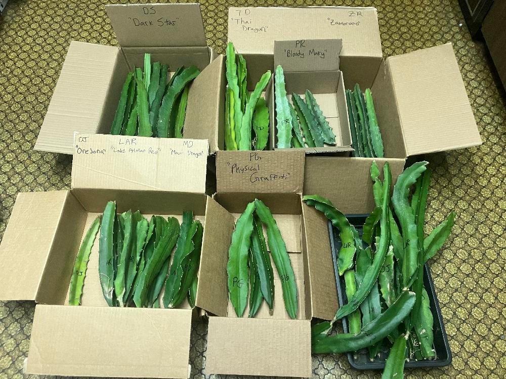Dragon Fruit Cuttings – Cut To Order – Multiple Varieties – 8″-12″