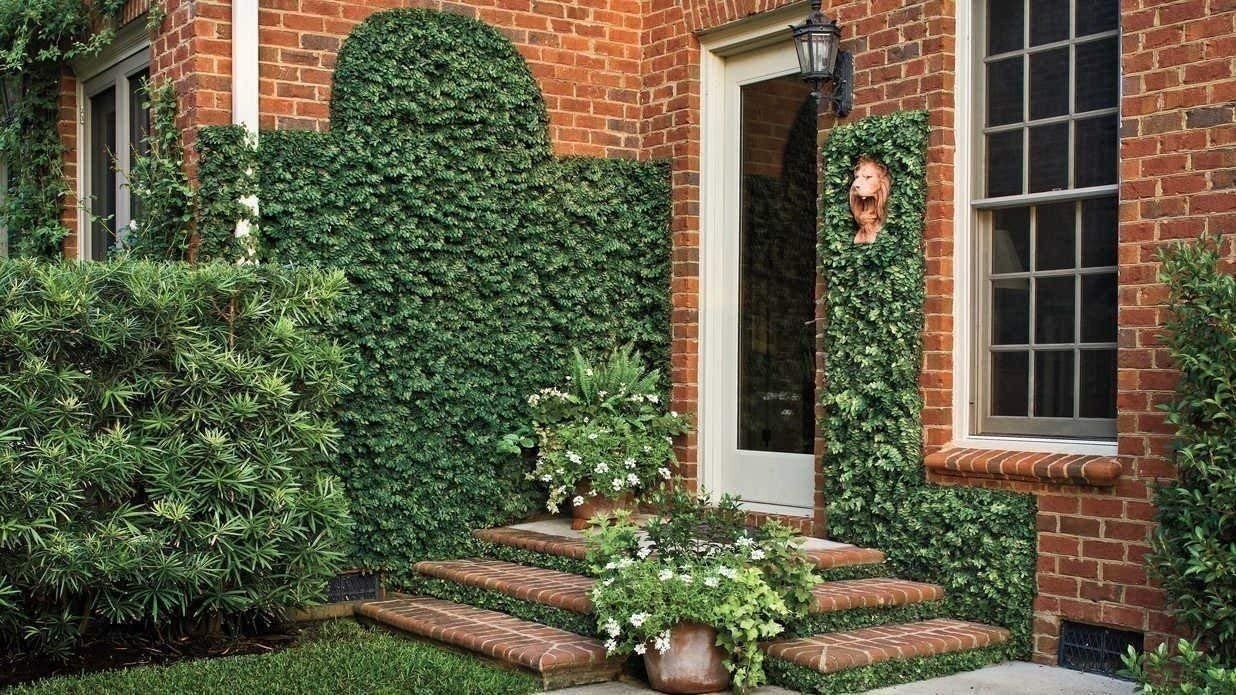 Creeping Fig Plant Ficus Pumila Climbing Vine – 30 Live Fully Rooted Plants