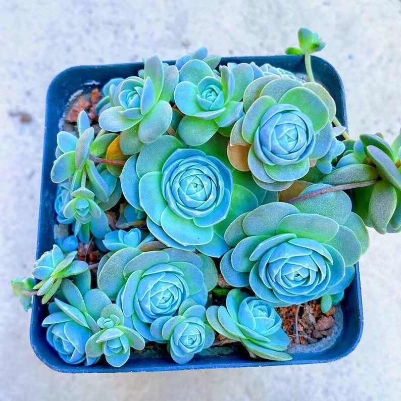 Blue Succulents Witchford Lithops Seeds, Cactus Seeds, 100pcs/pack