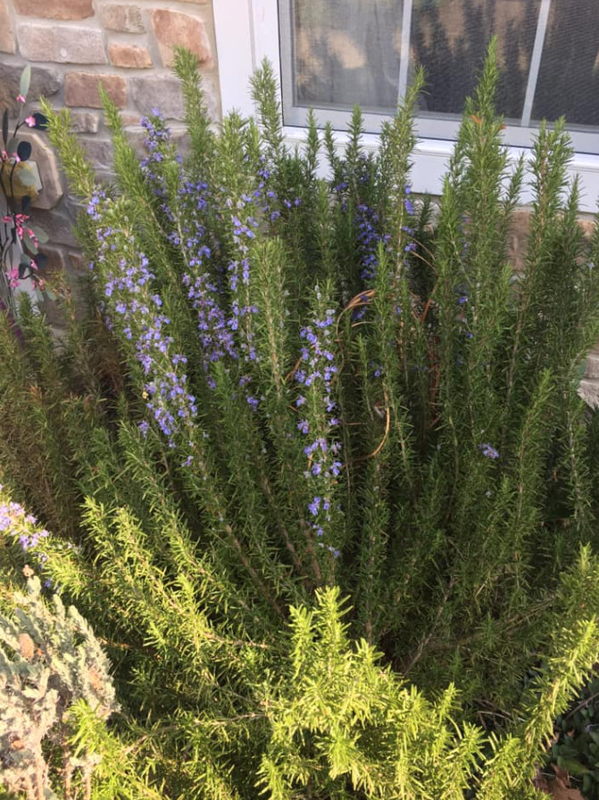 3 Tuscan Blue Rosemary Plants Live, 3–5″Tall, Evergreen Garden Herb, Ship No Pot