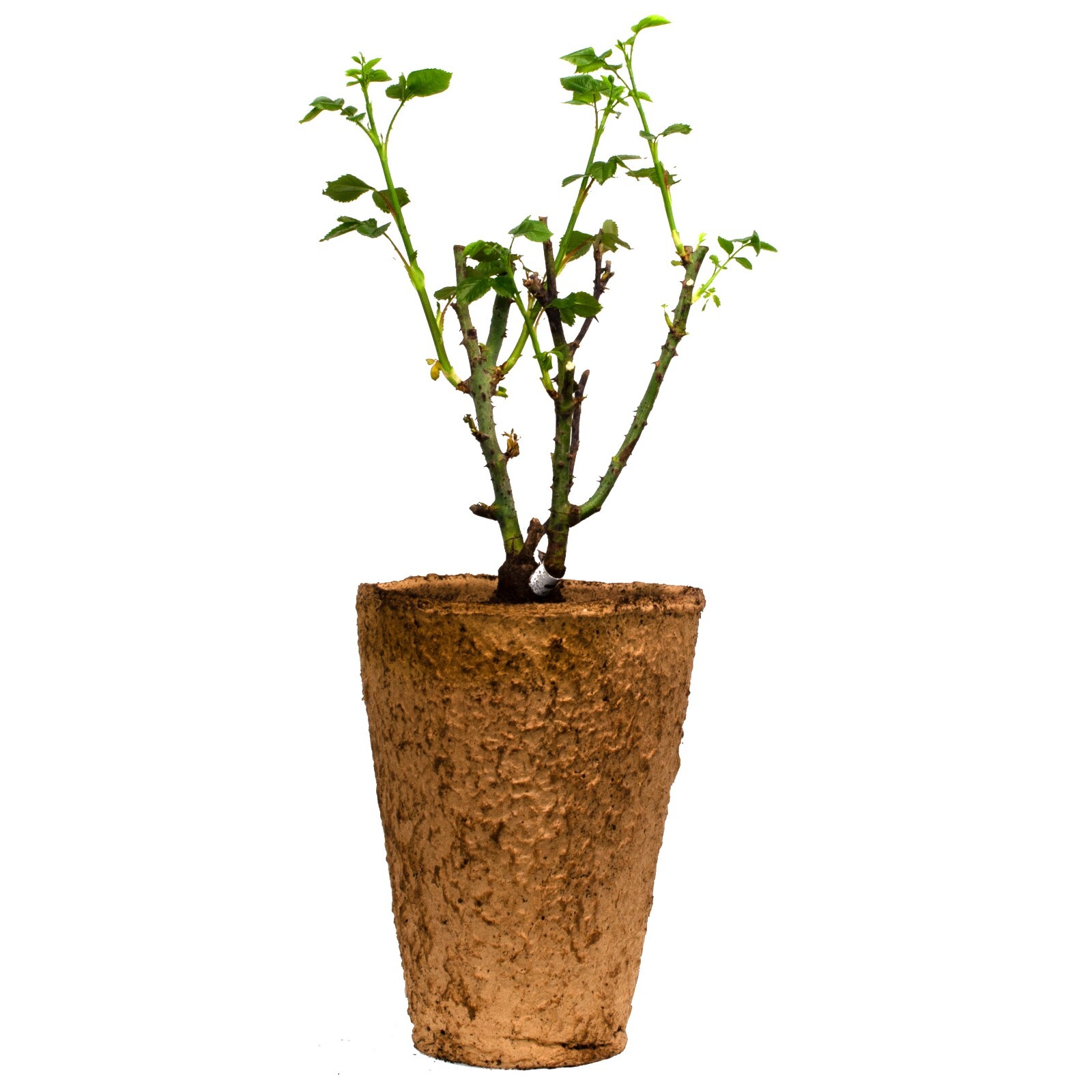 Raspberry Creme Twirl Climbing Rose 1.5 Gal Potted Striped Flowers, Own Root