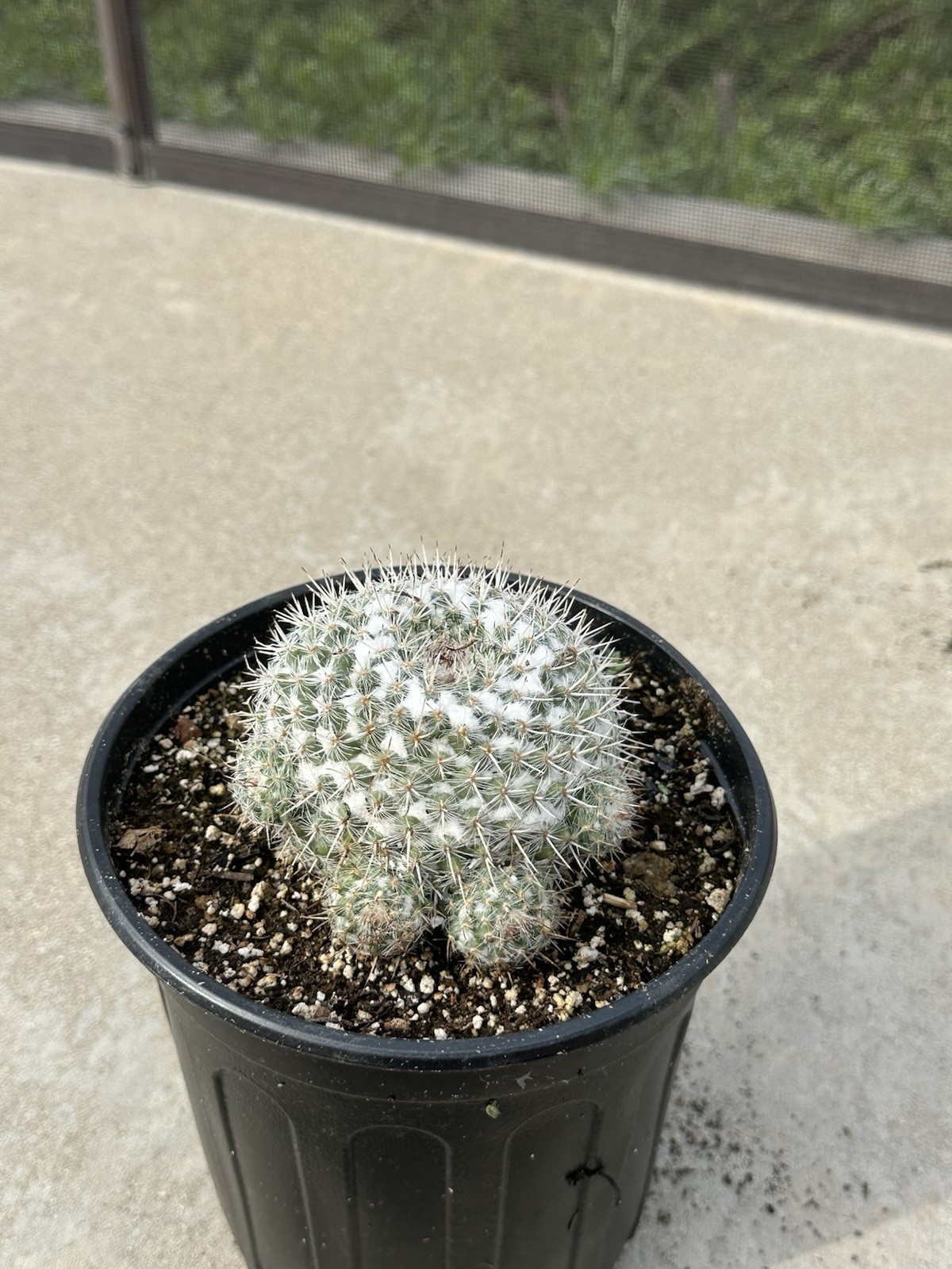 1 Gallon Pot Large Mammillaria Hahniana Old Lady Cactus Mature With Pups Free SH