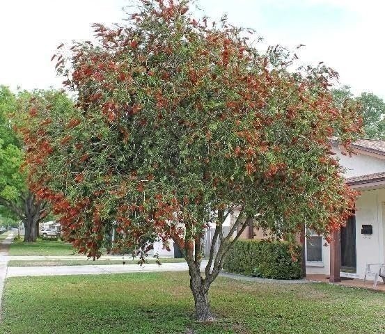 Bottlebrush Red Cluster | Quart | Callistemon citrinus | Low Maintenance | Hardy