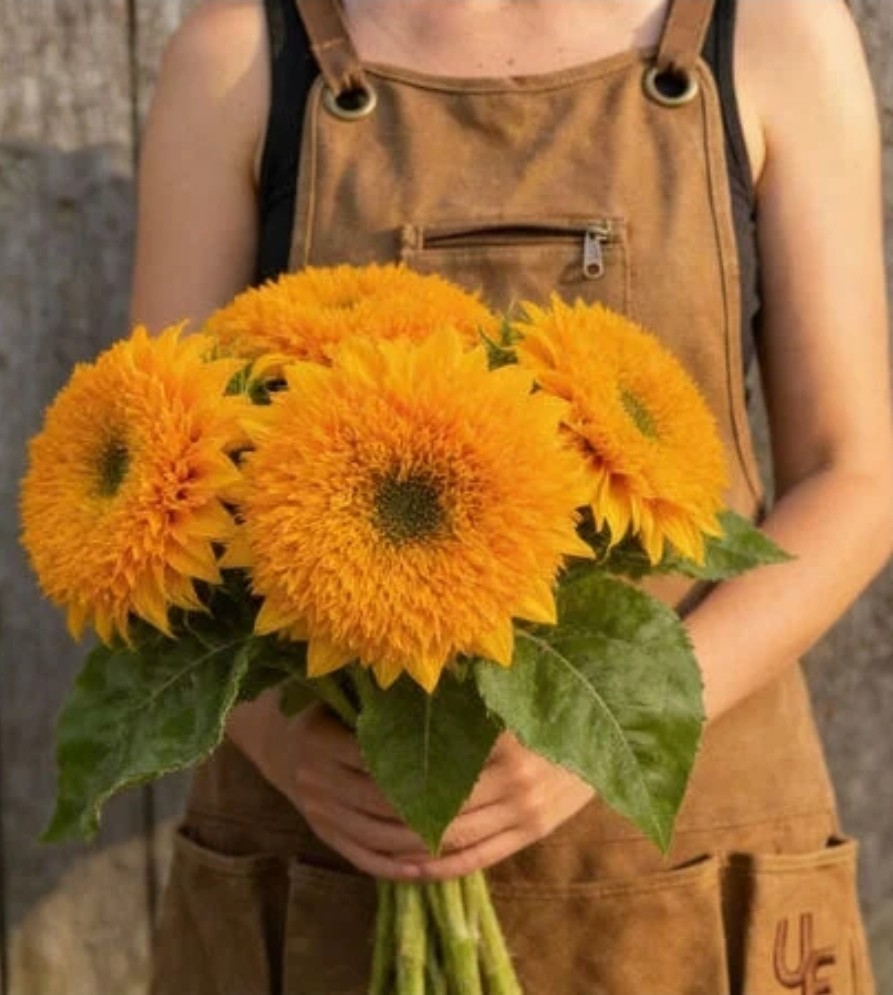Sunflower “Teddy Bear” – 100 Seeds – Attracts Birds/Butterflies