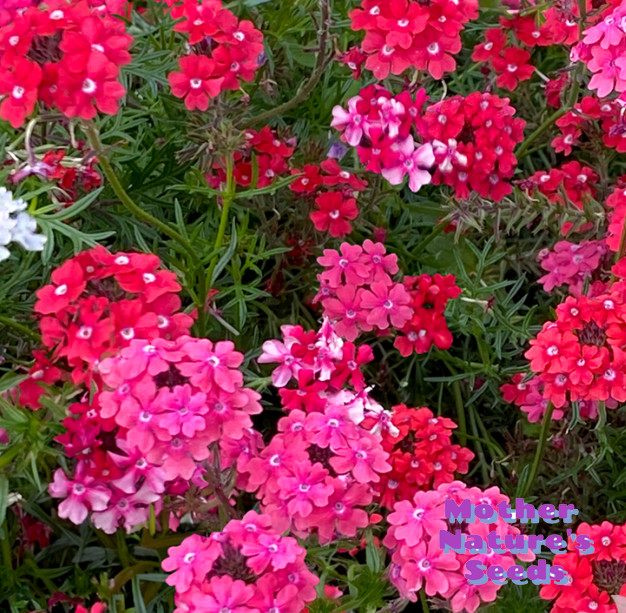 Verbena, Moss SWEETHEART KISSES Tender Perennial Butterflies Bees 100 Seeds!