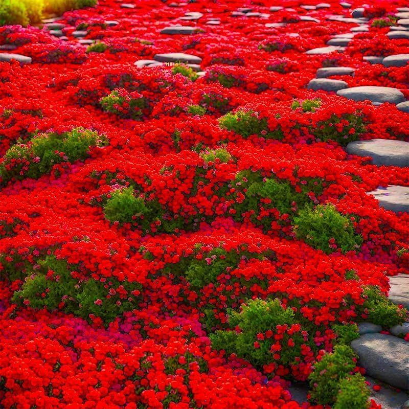 19000 Creeping Thyme Seeds for Planting Outdoors, Low Growing Fragrant Perennial