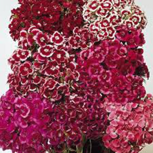 SWEET WILLIAM 100+ SEEDS BEAUTIFUL CLUSTERS OF FLOWERS