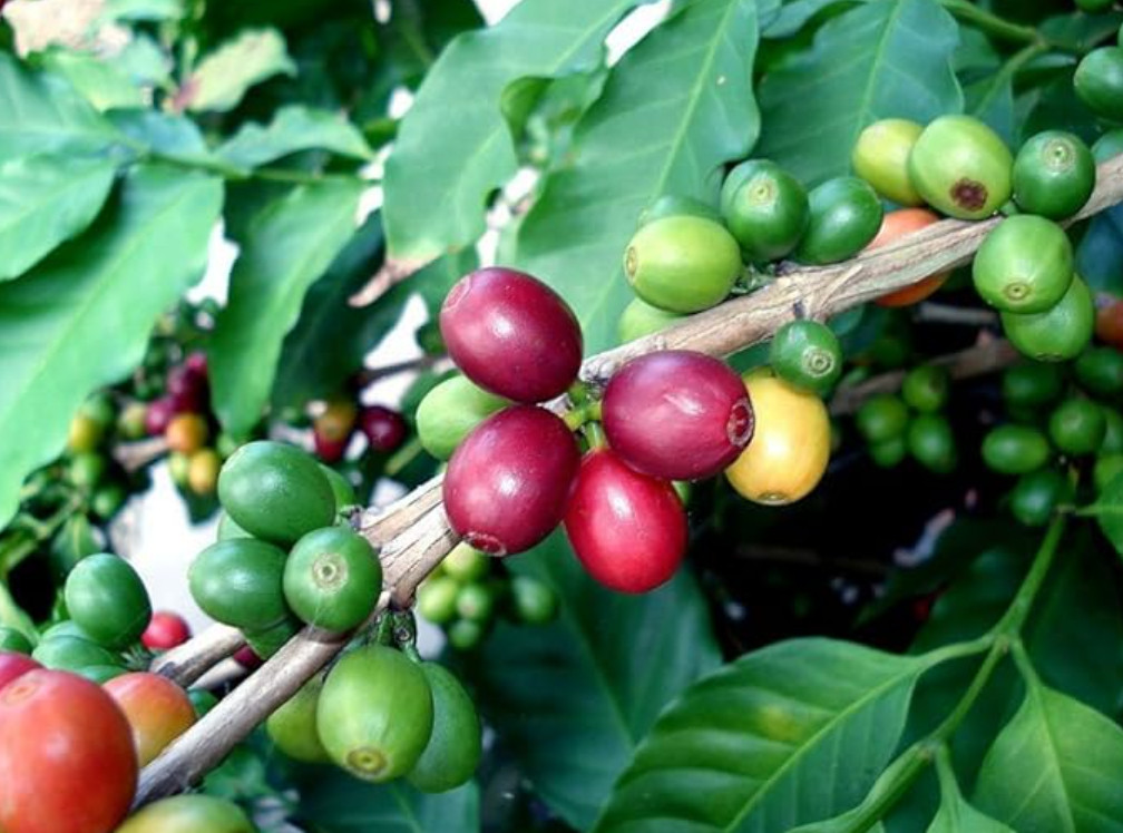 Live Arabica Coffee Bean Plants – 2 Pack in 2″ Pots – Grow Your Own Coffee Plant