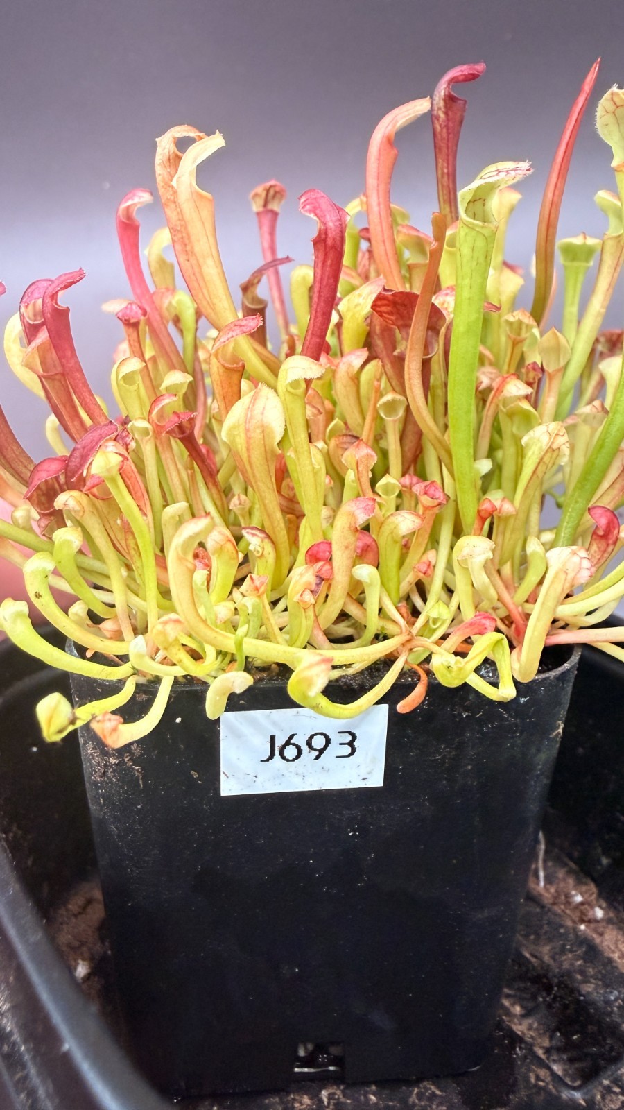 Sarracenia – 🔥🔥 S. Warcloud x S. Waccamaw 🔥🔥 WHOLE POT!!!!