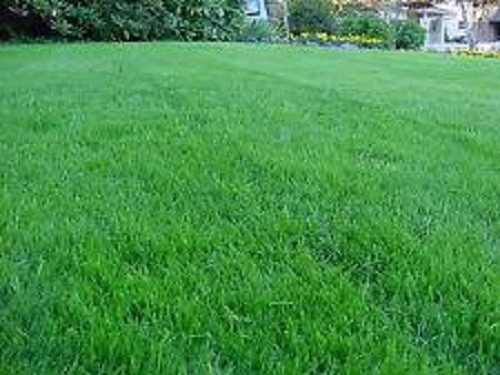5 Lbs BOREAL CREEPING RED FESCUE GRASS SEED Shade Tolerant Fine Textured Grass