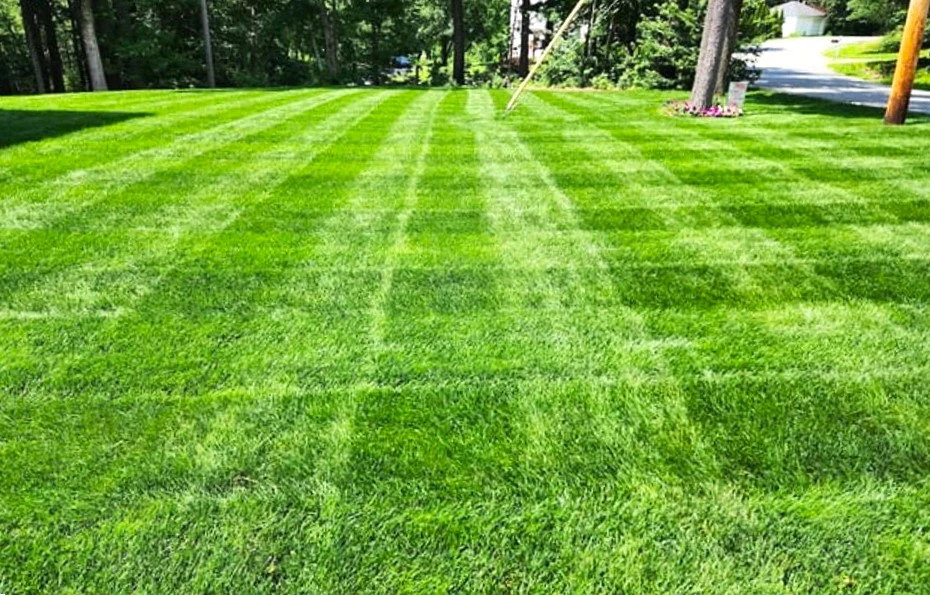 Climax Timothy Grass Seeds – For 2026 Planting Hay Pasture Meadow Lawn Landscape